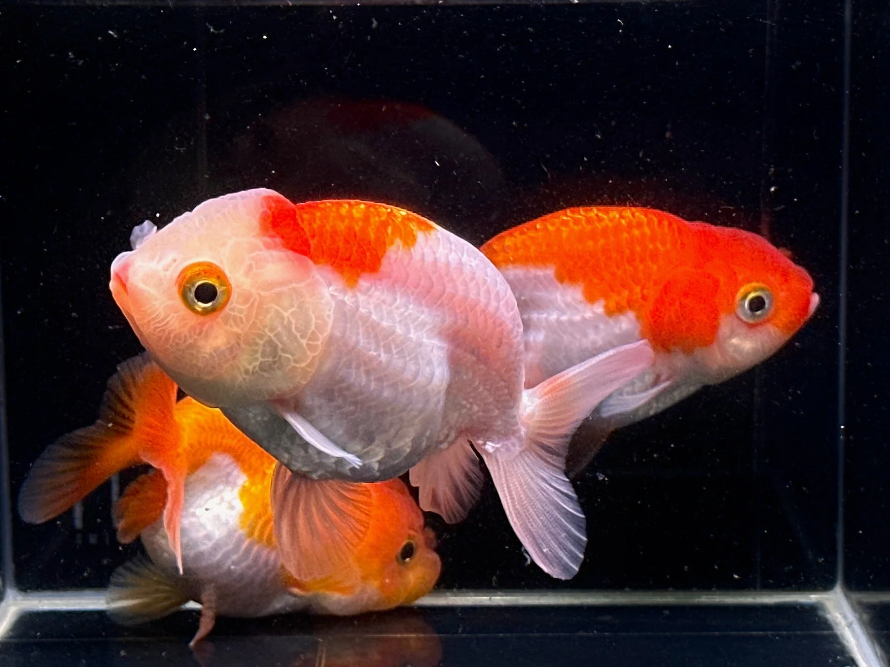 ranchu fish