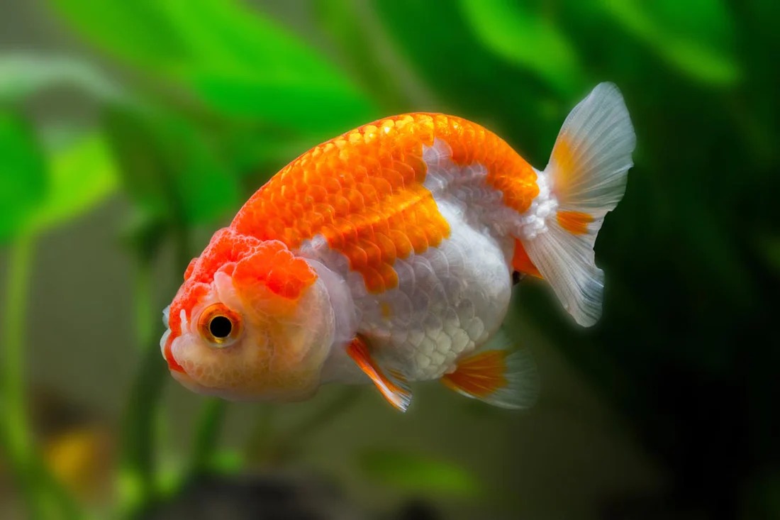 ranchu goldfish