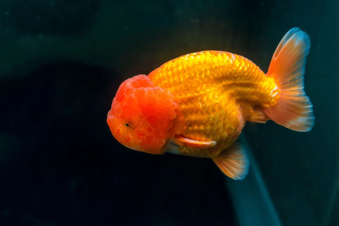 Aquarium Decoration Ideas to Enhance Ranchu Fish Swimming Environment