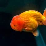 goldfish aquarium
