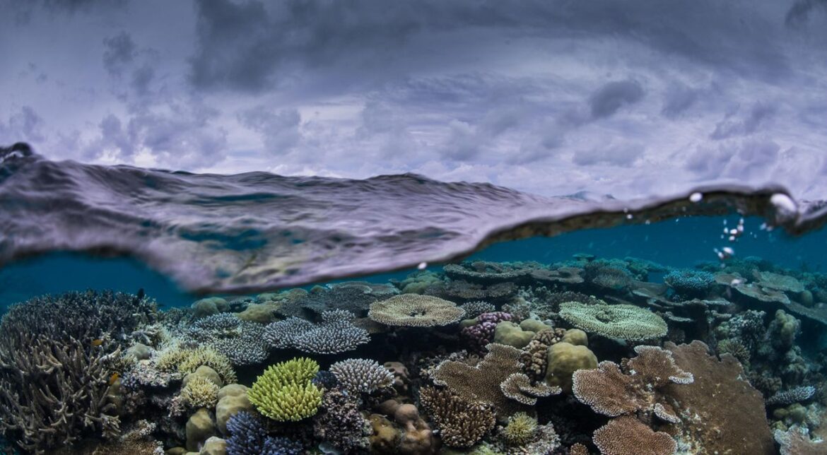 Fascinating Coral Reef Processes Influencing Water Quality and Marine Stability