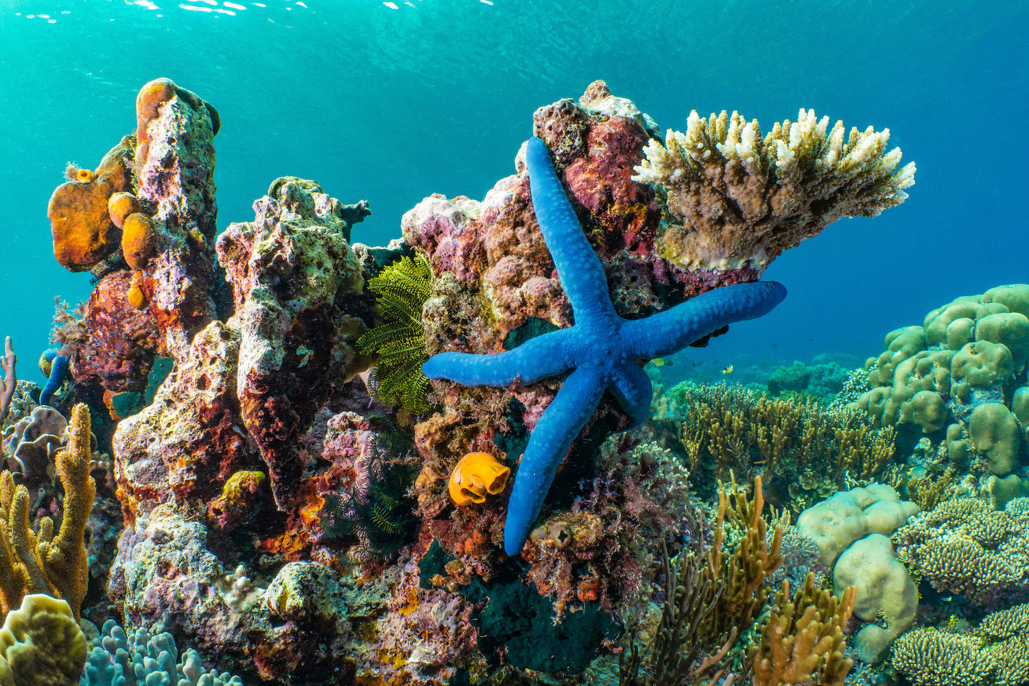 facts about coral reefs